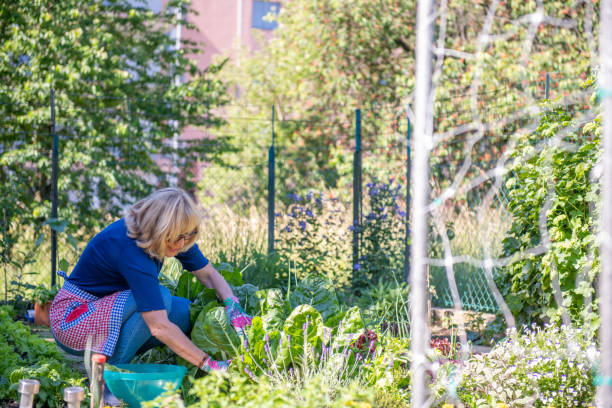 istock Senior Woman Gardening Vegetables 1227556519