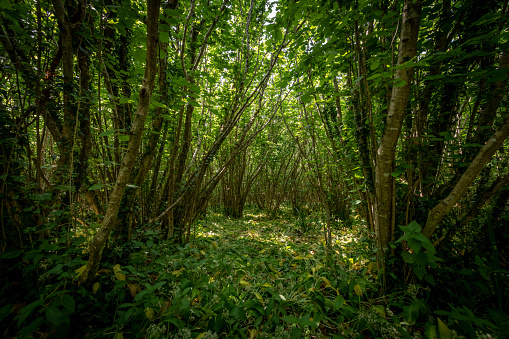 Coppiced trees in a woodland with wild garlic plants