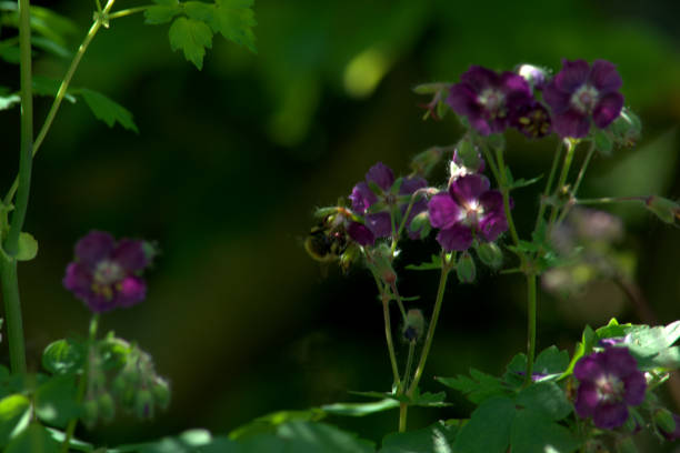 istock Purple flowers of cranesbill or common geranium being pollinated by a bee. 1227556680