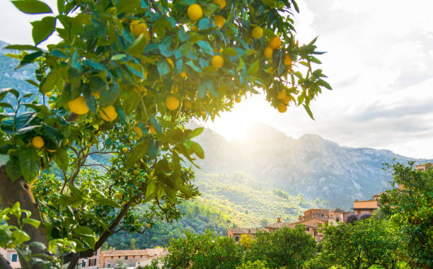 istock typical landscape in Soller, Mallorca with orange trees and mountains - Spain 1227557261