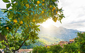typical landscape in Soller, Mallorca with orange trees and mountains - Spain