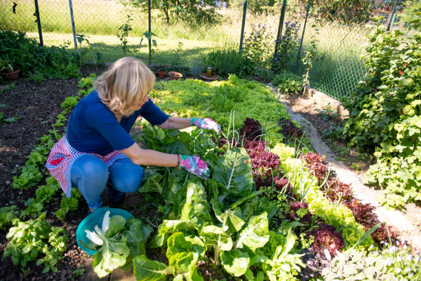 istock Senior Woman Gardening Vegetables 1227557278