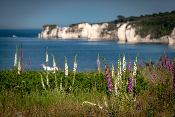 Foxglove flowers on the coast in Dorset Foxglove flowers on the coast in Dorset studland heath stock pictures, royalty-free photos & images