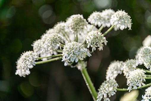 Close view of white flowers of spoon Chrysanthemums in November
