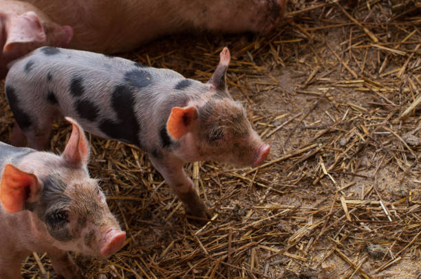 istock Small piglet in a farm.Domestic animal. 1227558686
