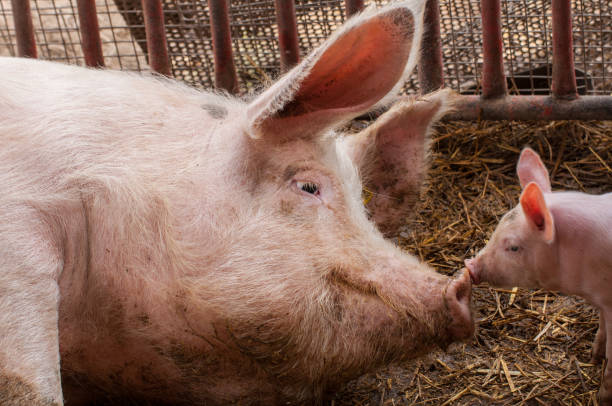 małe prosiaczki i dorosła świnia w gospodarstwie. zwierzę domowe. - chow domestic animals animal beautiful zdjęcia i obrazy z banku zdjęć