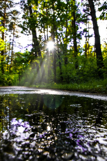 landscape of the forest road with sunlight and reflection of trees in puddle, wet road with water puddles in the forest
