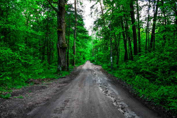 istock Road through beautiful and wild forest with sunlight through trees, Path through dense pine forest und blue sky and sunshine 1227559100