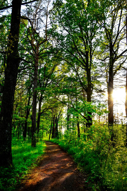 istock Road through beautiful and wild forest with sunlight through trees, Path through dense pine forest und blue sky and sunshine 1227559141