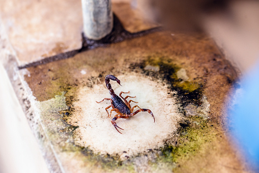 Tityus bahiensis, also known as black scorpion, is a species of scorpion from eastern and central Brazil. Measures 6 cm in length, has very dark coloration and brown paws.