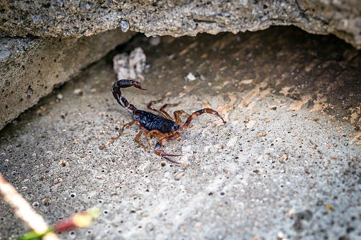 scorpion problem, scorpion plague indoors. Poisonous animal inside the house, need for fingerings. Sting danger concept.