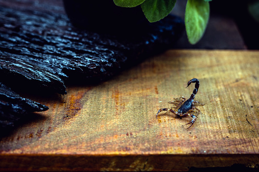 scorpion problem, scorpion plague indoors. Poisonous animal inside the house, need for fingerings. Sting danger concept.