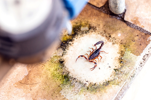 Scorpion amid rubble and trash, hidden. Poisonous animals in the big city. Sting hazard.