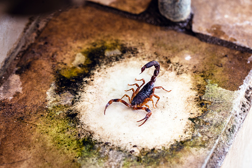 scorpion problem, scorpion plague indoors. Poisonous animal inside the house, need for fingerings. Sting danger concept.