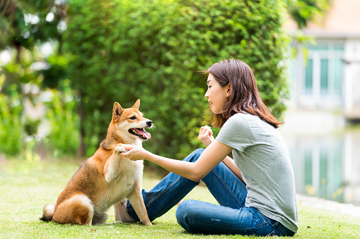 Young female and dog summer concept. The girl plays with the Shiba Inu dog in the backyard. Asian women are teaching and training dogs to greet by shake hands.