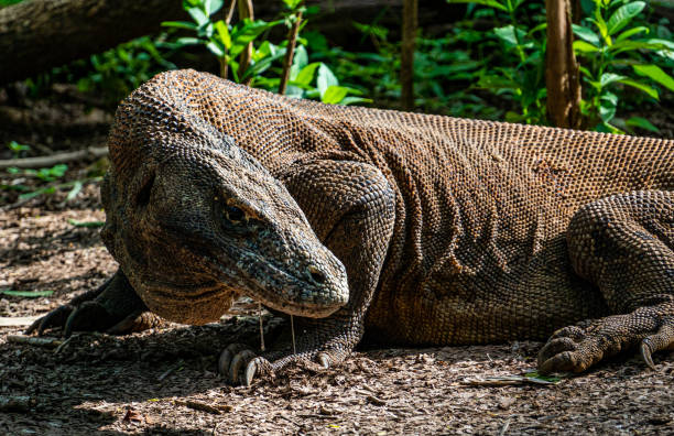 istock Komodo dragon in the wild 1227563904