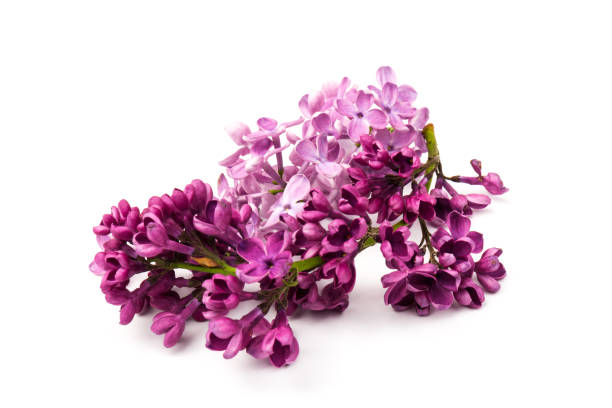 istock Beautiful blossoming lilac on white background. Copy space 1227565331