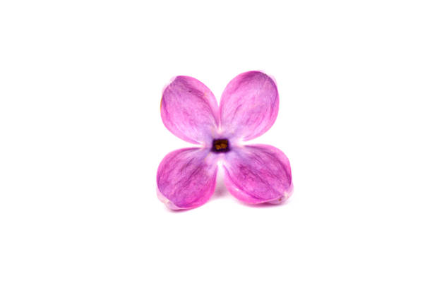 istock Beautiful blossoming lilac on white background. Copy space 1227565335