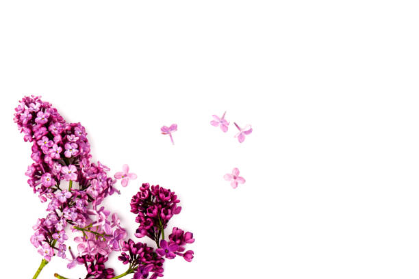 istock Beautiful blossoming lilac on white background. Copy space 1227565474