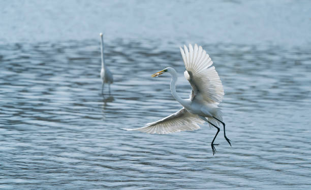 istock Great egret on the lake eating fish 1227566622