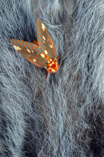 Above a regal moth Looking down on a pretty regal moth that sits on a hairy possum pelt in Missouri. Bokeh effect. sunning butterfly stock pictures, royalty-free photos & images