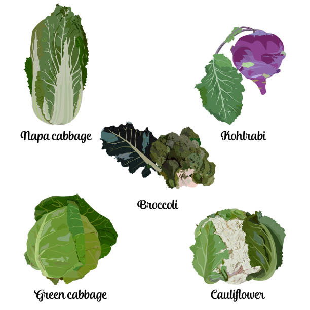 ilustrações de stock, clip art, desenhos animados e ícones de popular cabbage types set, vector isolated illustration - cauliflower white backgrounds isolated