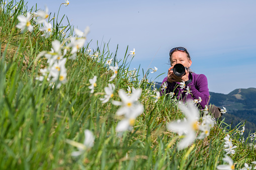 Senior woman sitting and taking photo in blurred flowers field on top slope of mountain, Golica, Slovenia. She is surrounded with beautiful daffodil narcissus flower with white outer petals and a shallow orange or yellow cup in the center on blurred flowers and  green grass. In background is blue sky. It is slope of Mt. Golica near Jesenice in Slovenia, spring time.