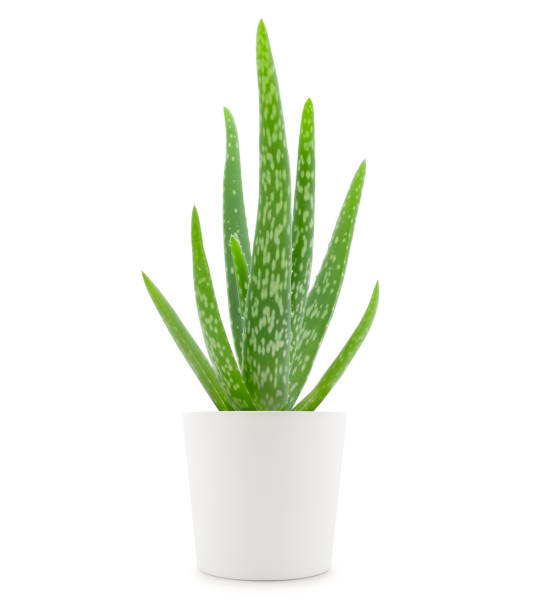 istock Aloe Vera Plant 1227571108