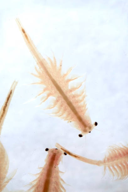 Super macro close up of Artemia salina a 100 million old species of brine shrimp, aquatic crustaceans. stock photo