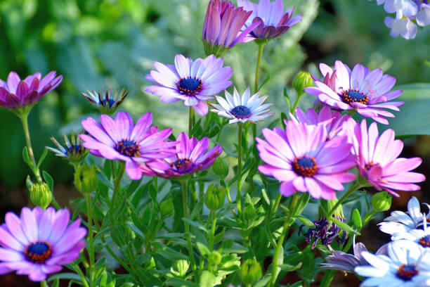 istock Osteospermum / African Daisy Flower 1227571906
