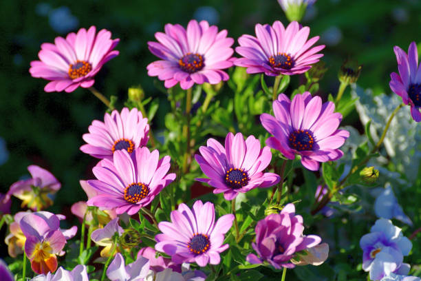 istock Osteospermum / African Daisy Flower 1227571926