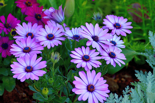 Osteospermum flowers, also known as African daisy, Blue-eyed daisy or Cape marigold, come in many colors from white, yellow, pink, purple and blue, with single or multi-colored centers and petals that can be double, fringed or spoon shaped. It is a member of the daisy family (Asteracea). Osteospermum is perennial, although is most commonly grown as an annual.