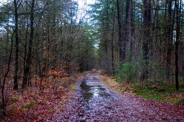 Autumn forest view on a rainy day near Soesterberg, Netherlands