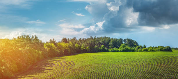 istock green rows of sprouted corn on a private agricultural field with trees 1227572704
