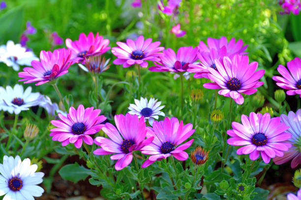 istock Osteospermum / African Daisy Flower 1227573035