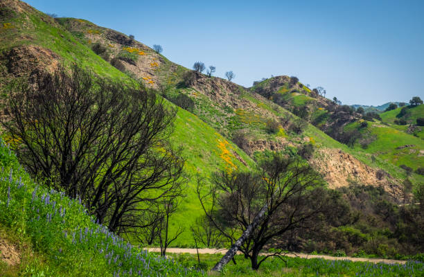 istock Malibu Creek State Park (31) 1227573048