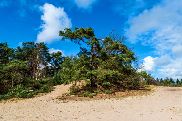 istock Landscape near Amersfoort, Netherlands 1227573075