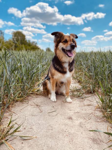 Cute dog in the summer nature.