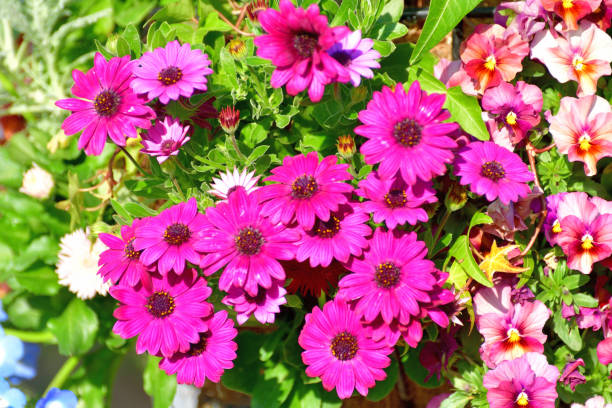 istock Osteospermum / African Daisy Flower 1227573357