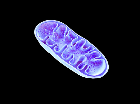 Mitocondrias, orgánulos celulares, producir energía, energía celular y respiración celular, ADN, renderizado 3D photo