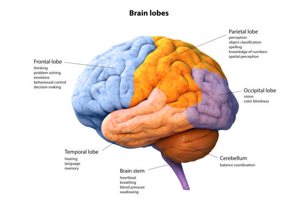 ilustración digital del cerebro humano, lóbulo, lóbulos, anatomía, renderizado 3d - cerebelo fotografías e imágenes de stock