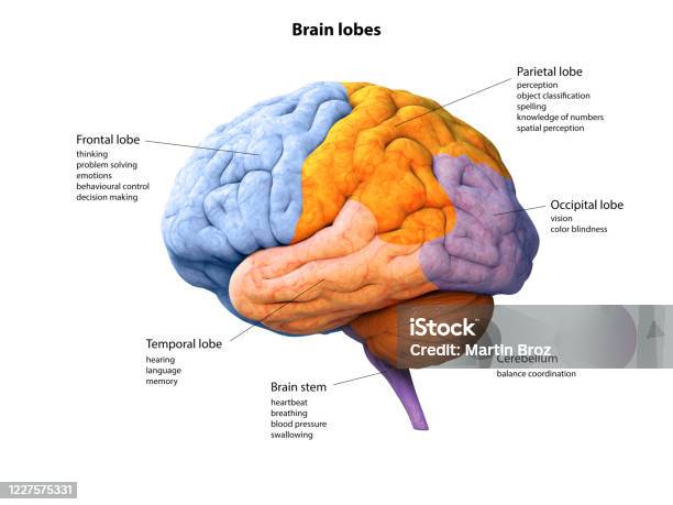 Digital Illustration Of Human Brain Lobe Lobes Anatomy 3d Rendering Stock Photo - Download Image Now