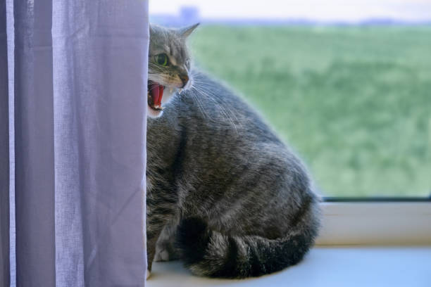 istock Angry cat on window background hisses showing teeth, copy space 1227575786