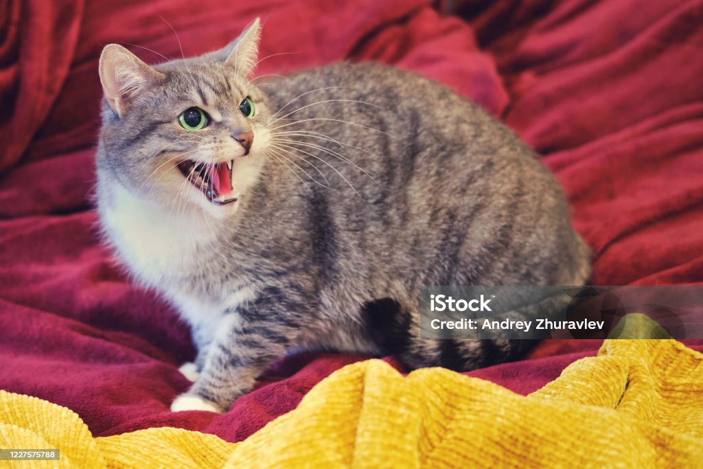 La nuestra Poner a prueba o probar Destruir Gato Enojado En La Cama Roja Silbando Y Mostrando Los Dientes Foto de stock  y más banco de imágenes de Gato doméstico - iStock