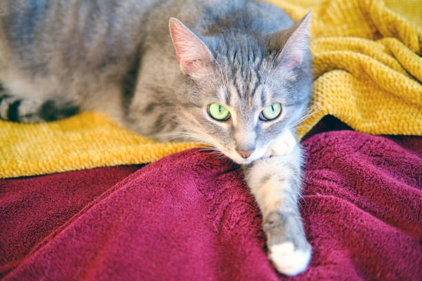 istock Funny cat lying on a yellow-red bedspread, close-up. The cat is lying with its paw under its head 1227575802