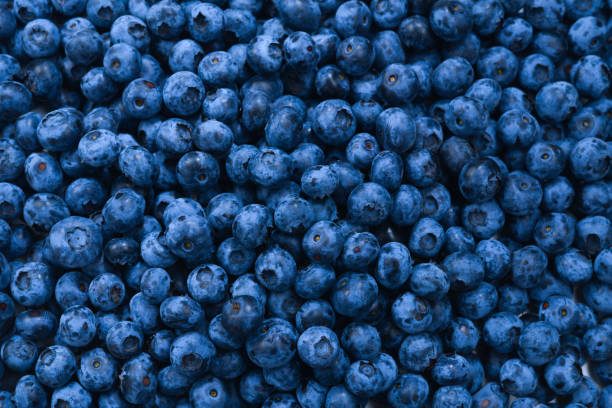 istock Fresh blueberry background. Texture blueberry berries close up. 1227576093