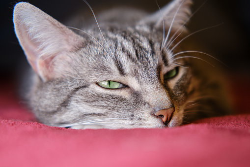 Domestic cat with green eyes looks thoughtfully lying on the bed, copy space