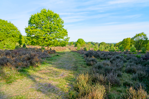 Early morning on Budby Heath and a wide footpath winds between the heather to the distant woodland