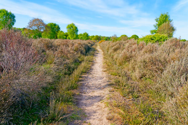 istock A long, straight footpath runs between thick heather to Sherwood Forest 1227577484
