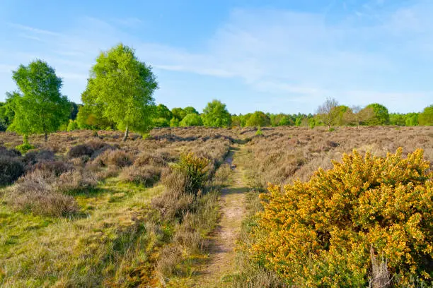 Photo of Narrow path passes heather and flowering gorse bushes towards Sherwood Forest